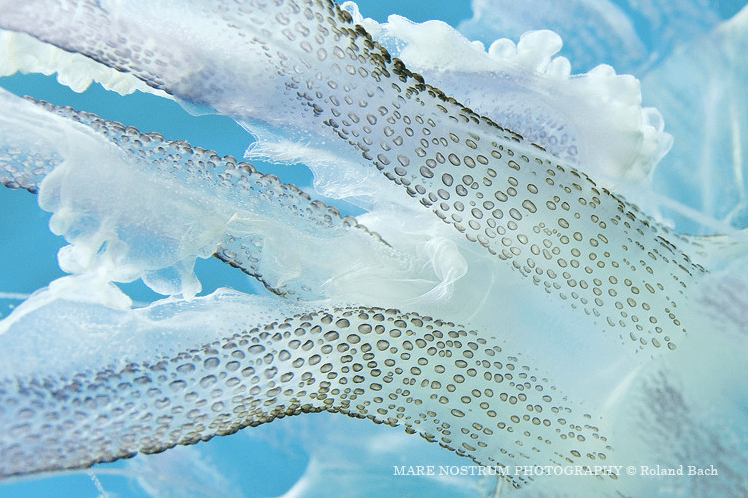 The beautiful oral arms of the mauve stinger jellyfish, with round bubbles of stinging cells