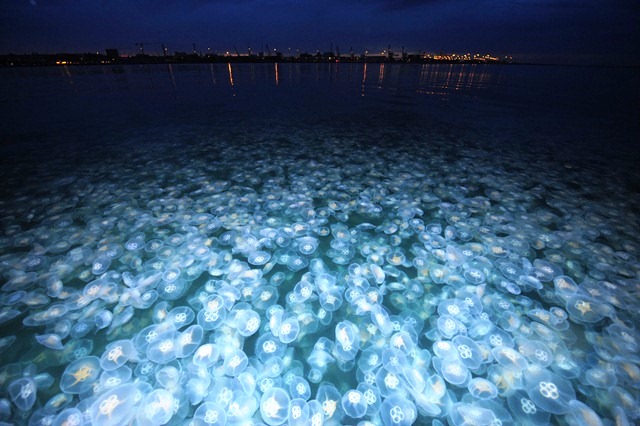 Aurelia bloom http://www.thewestcoastreader.com/jellyfish-populations-are-on-the-rise/