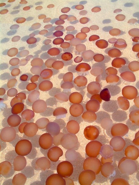 These multicolored Crambionella are worthy of a spot in an art museum http://prunus-capulim.tumblr.com/
