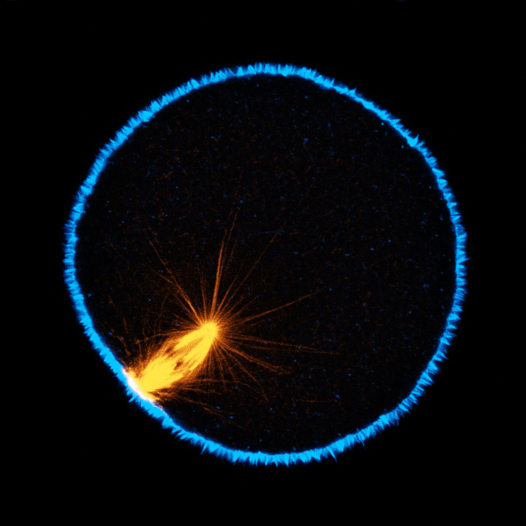 Single confocal section of an oocyte of the nemertean Cerebratulus in metaphase of first meiosis. Microtubules are orange, actin is blue; one pole of the meiotic spindle is anchored to the cortex, and the other, deep in the cytoplasm, exhibits long astral rays. (George von Dassow)