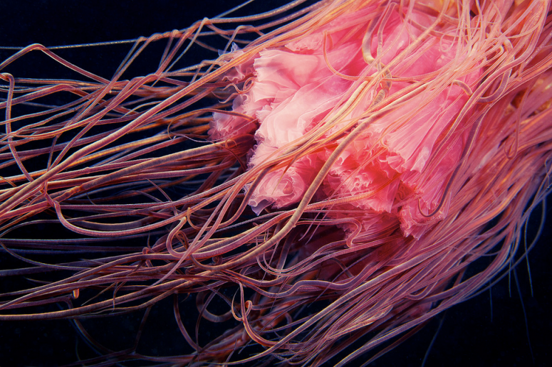 Tentacles of the Lion's mane jelly http://www.flickr.com/photos/a_semenov/9034380578/
