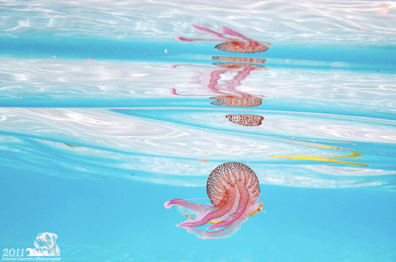 Mauve stinger jelly Pelagia noctiluca 