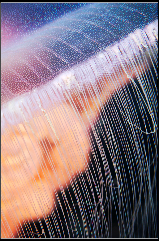 Moon jelly tentacles http://www.flickr.com/photos/a_semenov/4912574285/in/photostream/