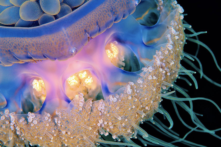 Crown jelly close up (Cephea sp.) http://www.subaquaphotos.com/html/en/portfolio/li/20090907-3163