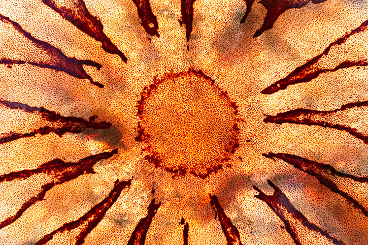 Sea nettle up close (Chrysaora sp) http://www.pbase.com/image/79639992