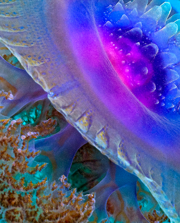 Crown jelly up close (Cephea sp) http://www.redbubble.com/people/henryjager/works/7937218-crown-jellyfish-close-up?ref=work_main_nav