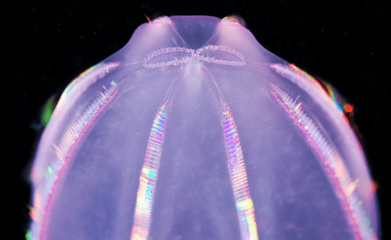 Apical organ of Beroe comb jelly  http://www.flickr.com/photos/a_semenov/8949179601/