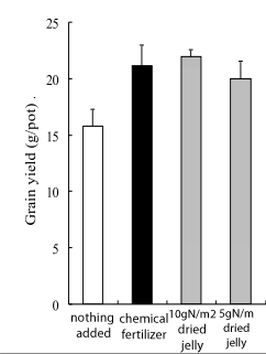 The impact of dried jelly on rice yield, compared to a control (white) and chemical fertilizer (black)