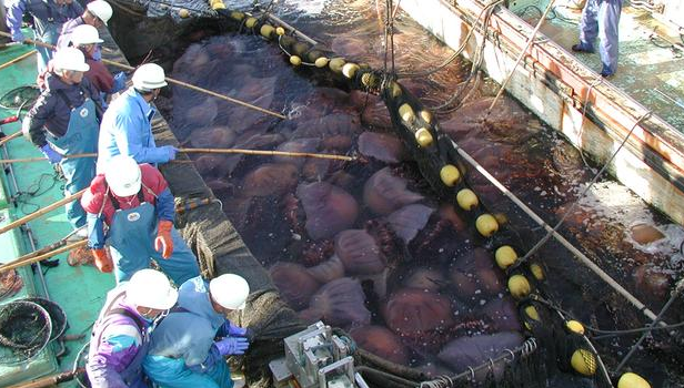 Huge nomura's jellyfish in a japanese fishing net. 