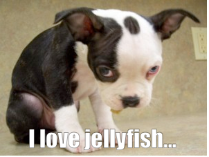 I love jellyfish