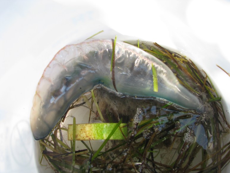 A Portuguese man o' war, complete with left over summer watermelon