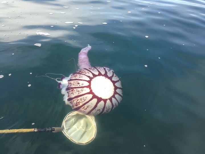 Huge purple striped jelly roughly 1 meter (>3 feet) wide!