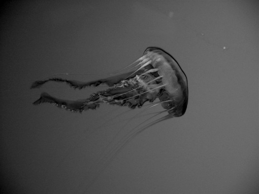 Pacific stinging nettle Chrysaora fuscescens, by Julie Himes