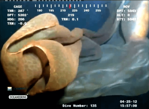 Screen cap from the infamous Deepstaria video.