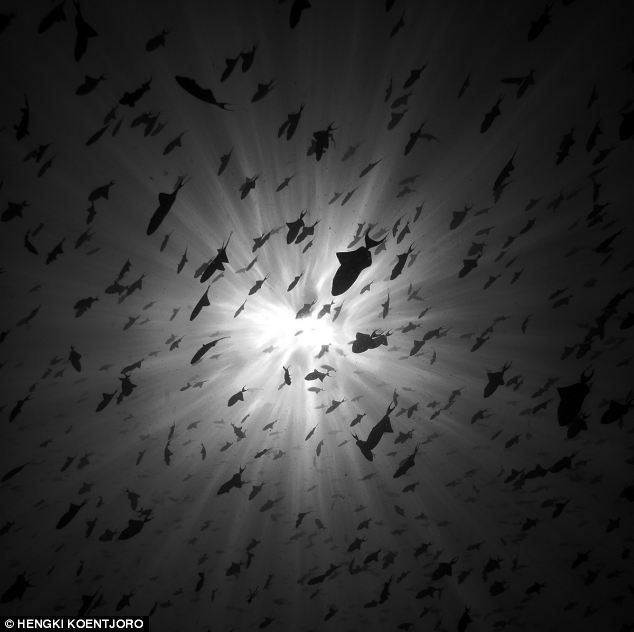 Beautiful reef fish by Indonesian artist Hengki Koentjoro