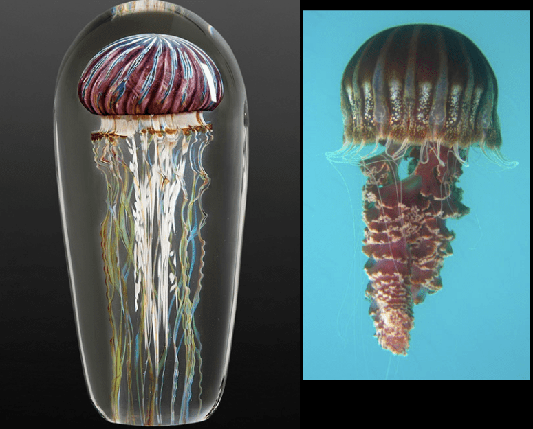 Black jelly Chrysaora achlyos. Photos: satava.com and Dan Scanderbeg