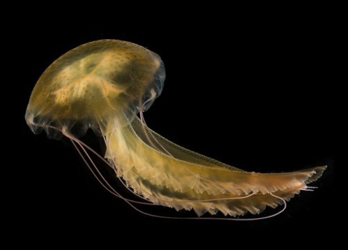 Mauve stinger. Stefan Siebert