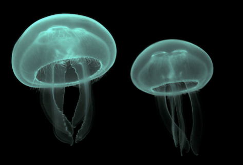 Moon jellies. Source: Wikipedia 