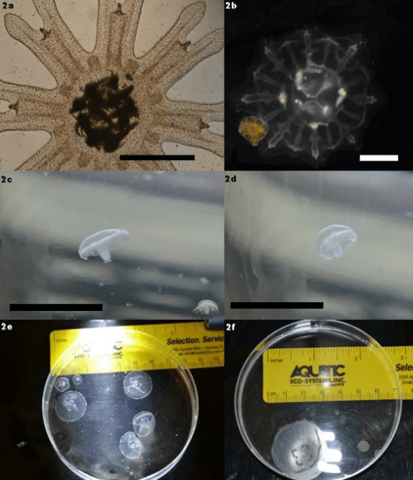 Look at how big the peanut butter jellies get! From just a few millimeters (upper left) to about an inch (lower right). Favorite caption from the paper: “2b. A pair of [moon jelly] specimens on day 8 of the trial, magnification 100x, scale bar is approx. 1mm. Note the color of the (contracted) specimen on the left, this specimen has recently fed and is full of creamy goodness.”