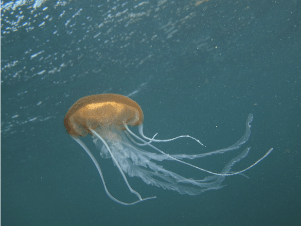 The beautiful new species, Pelagia benovici