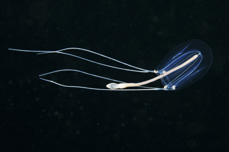 A small Sarsia tubulosa jelly