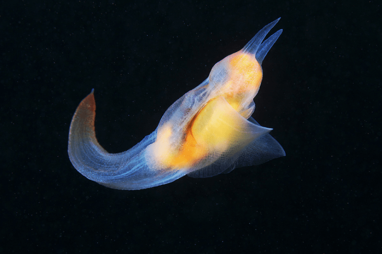 A 'sea angel' Clione limacina