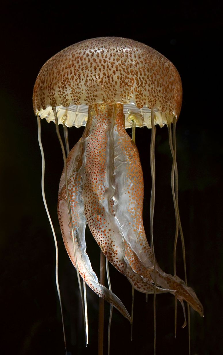 Museum_Histoire_Naturelle_Geneva_Blaschka_Cnidaria_21102014