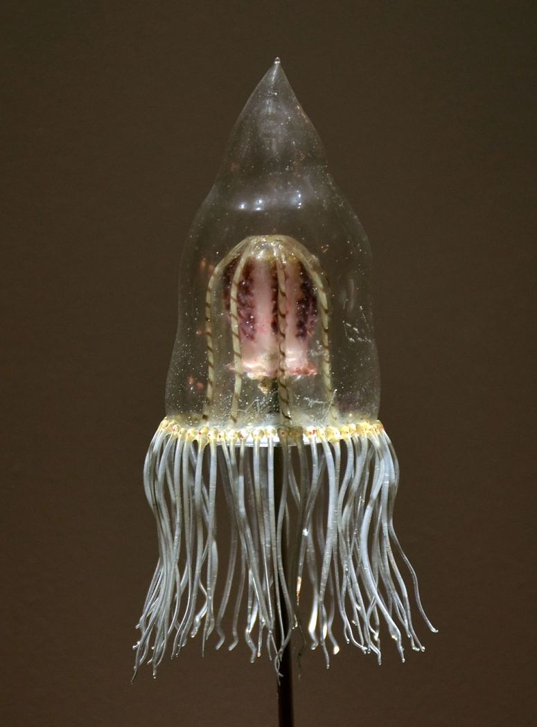 Museum_Histoire_Naturelle_Geneva_Blaschka_Neoturris_pileata_21102014