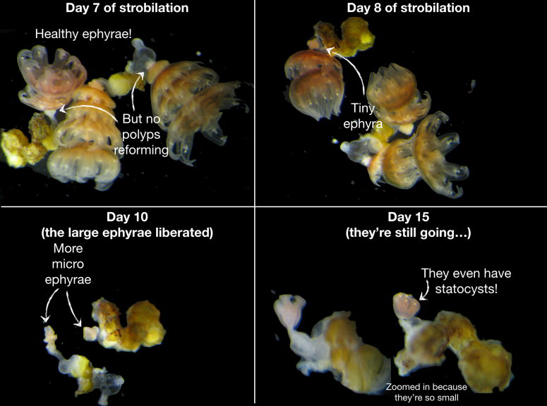 Screen Shot 2018-01-02 at 6.57.18 PM