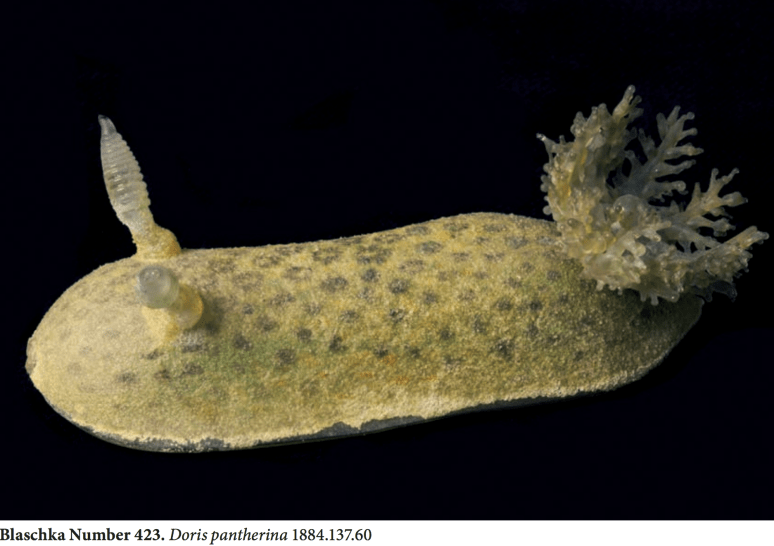 Screen Shot 2018-01-17 at 4.35.31 PM