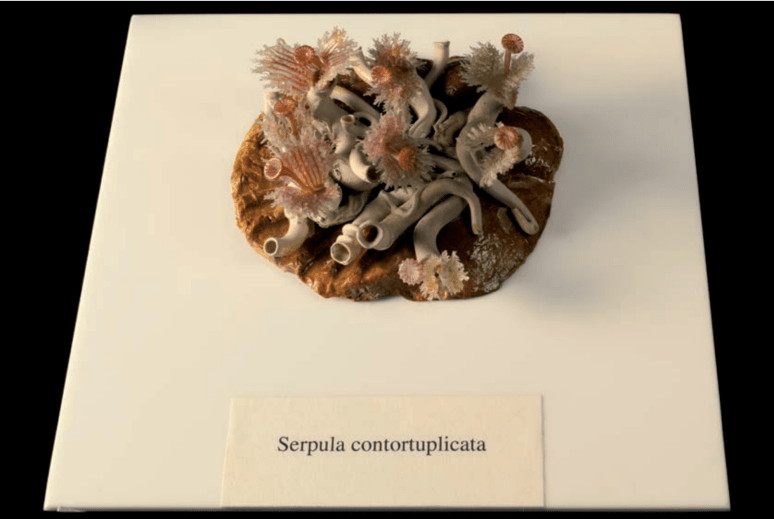 Screen Shot 2018-01-17 at 4.37.08 PM