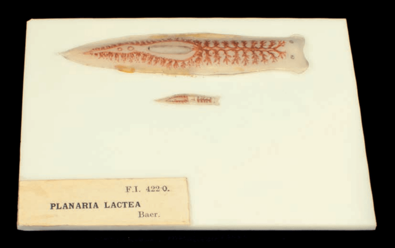 Screen Shot 2018-01-17 at 4.38.29 PM