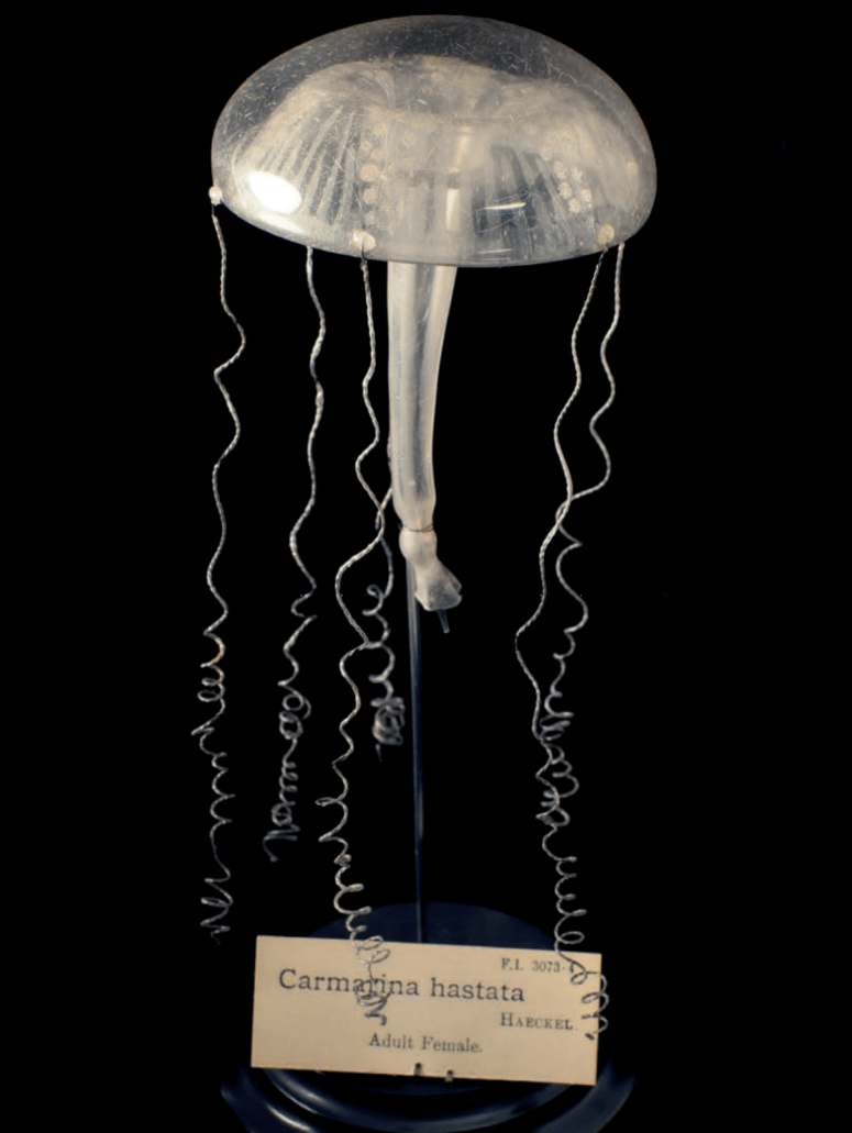 Screen Shot 2018-01-17 at 4.50.11 PM