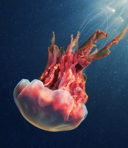 Screen Shot 2018-08-09 at 3.35.41 PM