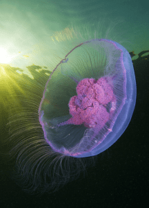 Screen Shot 2018-08-09 at 3.39.44 PM