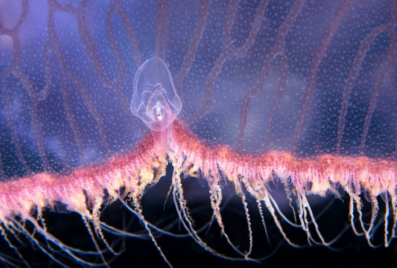 Screen Shot 2018-08-09 at 3.42.20 PM