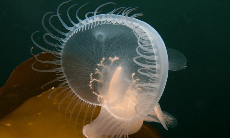 Screen Shot 2020-07-15 at 12.44.08 AM