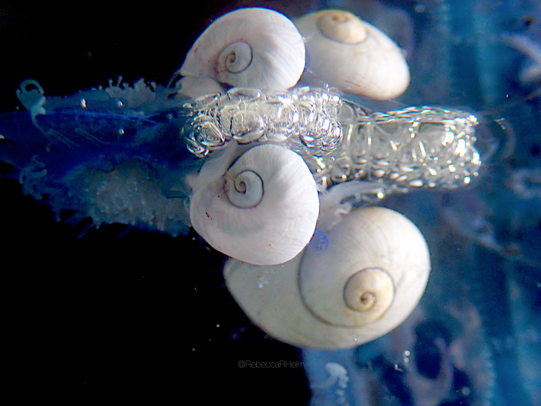 Violet Shellfish The harrowing life of the violet snail – The Helm Lab Blog
